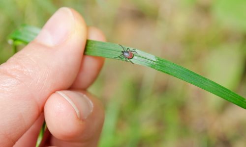 tick-on-blade-of-grass